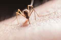 Camping with mosquitoes